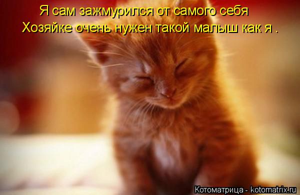 Я сам зажмурился от самого себя Хозяйке очень нужен такой малыш как я .... Котоматрица: Я сам зажмурился от самого себя Хозяйке очень нужен такой малыш как я .