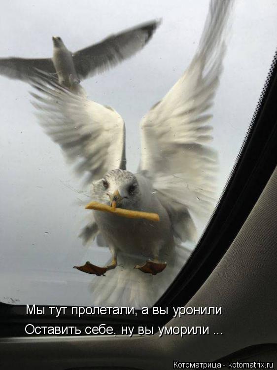 Мы тут пролетали, а вы уронили Оставить себе, ну вы уморили ...... Котоматрица: Мы тут пролетали, а вы уронили Оставить себе, ну вы уморили ...