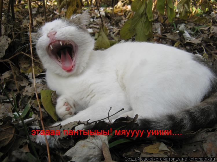этаааа пантыыыы! мяуууу уииии....... Котоматрица: этаааа пантыыыы! мяуууу уииии....