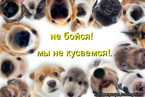 не бойся! мы не кусаемся!..... Котоматрица: не бойся! мы не кусаемся!..