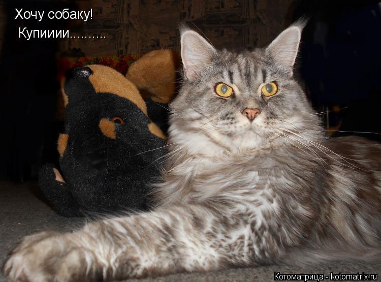 Хочу собаку! Купииии............. Котоматрица: Хочу собаку! Купииии..........
