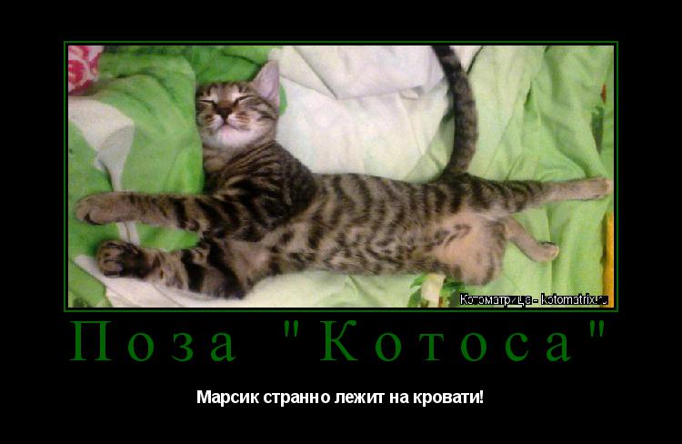 Поза "Котоса" Марсик странно лежит на кровати!... Котоматрица: Поза "Котоса" Марсик странно лежит на кровати!
