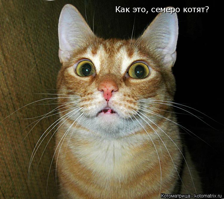 Как это, семеро котят?... Котоматрица: Как это, семеро котят?