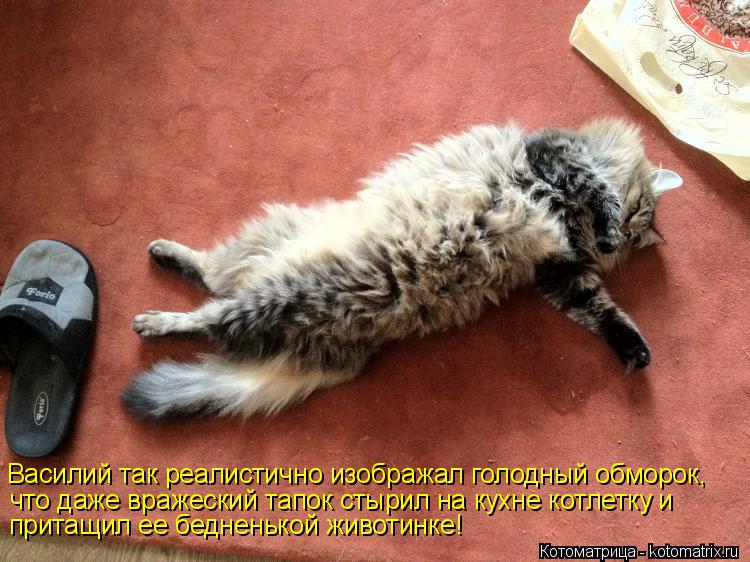 Василий так реалистично изображал голодный обморок, что даже вражеский тапок стырил на кухне котлетку... Котоматрица: Василий так реалистично изображал голодный обморок, что даже вражеский тапок стырил на кухне котлетку и притащил ее бедненькой животинке!