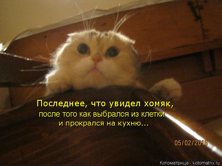 Последнее, что увидел хомяк, после того как выбрался из клетки и прокрался на кухню...... Котоматрица: Последнее, что увидел хомяк, после того как выбрался из клетки и прокрался на кухню...