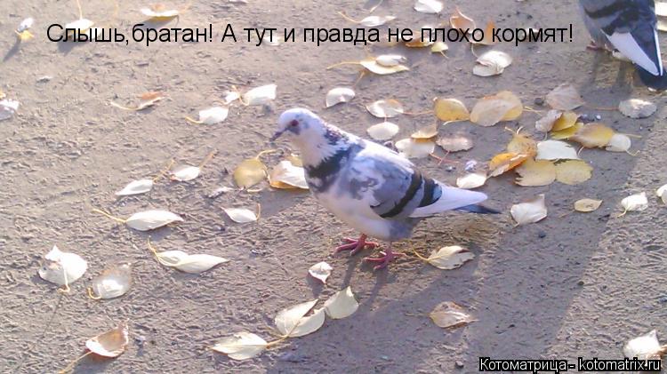 Слышь,братан! А тут и правда не плохо кормят!... Котоматрица: Слышь,братан! А тут и правда не плохо кормят!