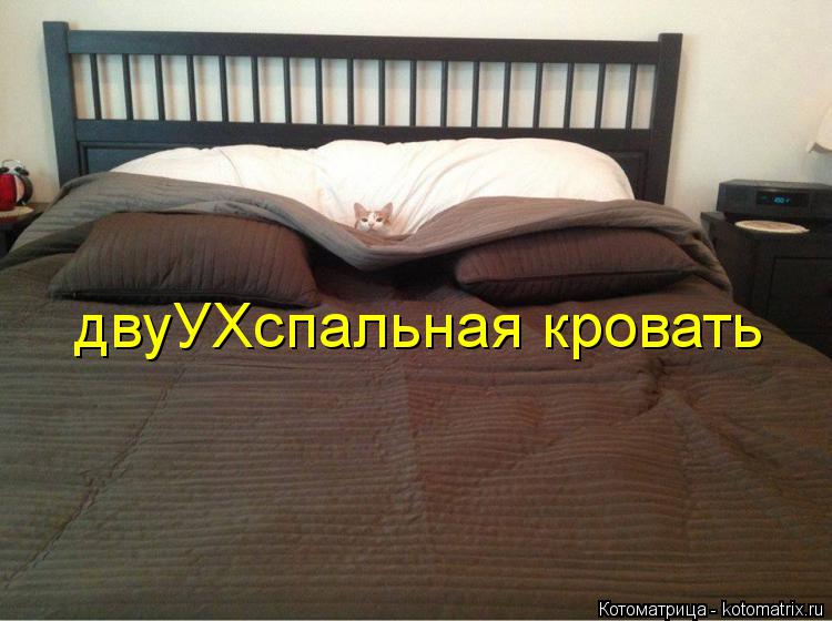 двуУХспальная кровать... Котоматрица: двуУХспальная кровать