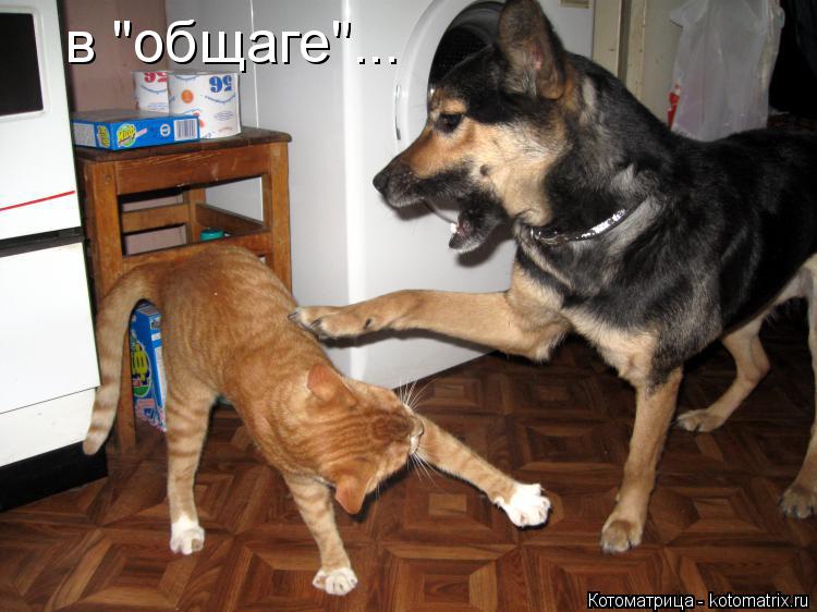 в "общаге"...... Котоматрица: в "общаге"...