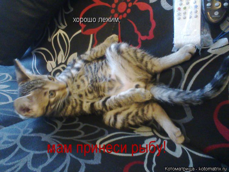 хорошо лежим, мам принеси рыбу!... Котоматрица: хорошо лежим, мам принеси рыбу!