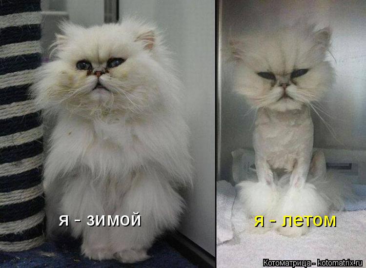 я - зимой я - летом... Котоматрица: я - зимой я - летом
