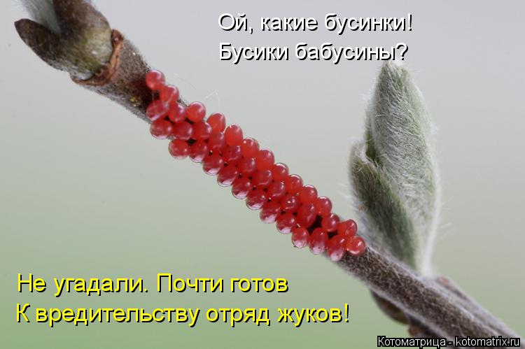 Ой, какие бусинки! Бусики бабусины? Не угадали. Почти готов К вредительству отряд жуков!... Котоматрица: Ой, какие бусинки! Бусики бабусины? Не угадали. Почти готов К вредительству отряд жуков!