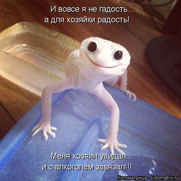 И вовсе я не гадость... а для хозяйки радость! Меня хозяин увидал.... и с алкоголем завязал!!!... Котоматрица: И вовсе я не гадость... а для хозяйки радость! Меня хозяин увидал.... и с алкоголем завязал!!!