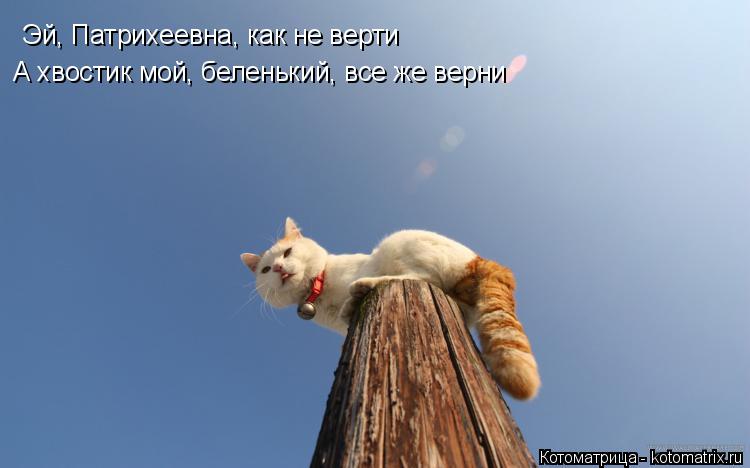 Эй, Патрихеевна, как не верти А хвостик мой, беленький, все же верни... Котоматрица: Эй, Патрихеевна, как не верти А хвостик мой, беленький, все же верни