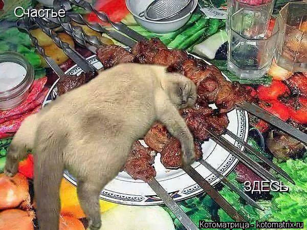 Счастье ЗДЕСЬ... Котоматрица: Счастье ЗДЕСЬ
