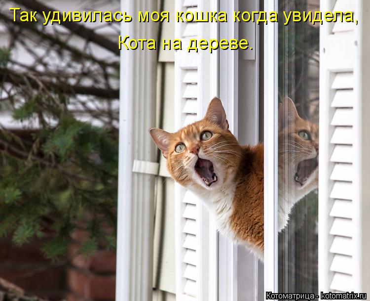 Так удивилась моя кошка когда увидела, Кота на дереве.... Котоматрица: Так удивилась моя кошка когда увидела, Кота на дереве.