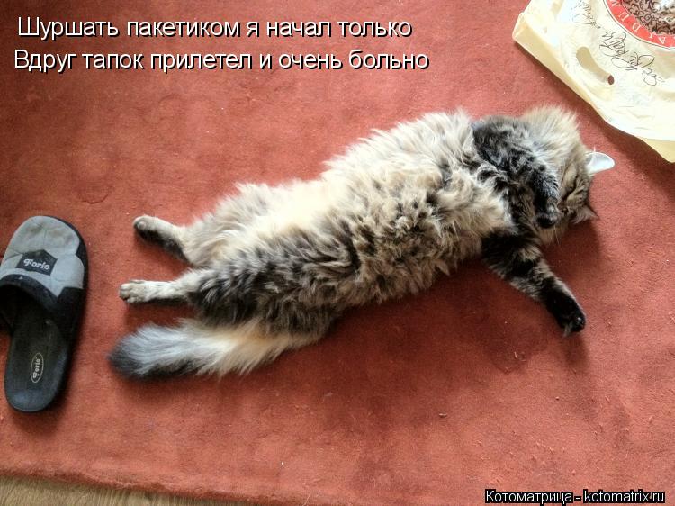 Вдруг тапок прилетел и очень больно Шуршать пакетиком я начал только... Котоматрица: Вдруг тапок прилетел и очень больно Шуршать пакетиком я начал только