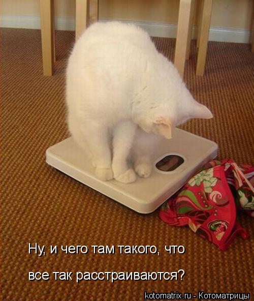 Ну, и чего там такого, что все так расстраиваются?... Котоматрица: Ну, и чего там такого, что все так расстраиваются?