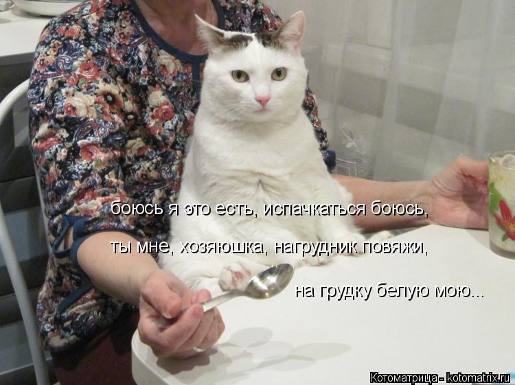 боюсь я это есть, испачкаться боюсь, ты мне, хозяюшка, нагрудник повяжи, на грудку белую мою...... Котоматрица: боюсь я это есть, испачкаться боюсь, ты мне, хозяюшка, нагрудник повяжи, на грудку белую мою...