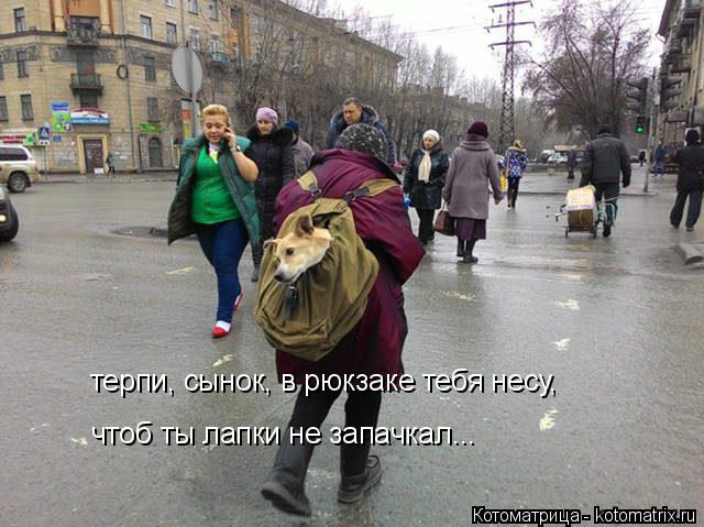 терпи, сынок, в рюкзаке тебя несу, чтоб ты лапки не запачкал...... Котоматрица: терпи, сынок, в рюкзаке тебя несу, чтоб ты лапки не запачкал...