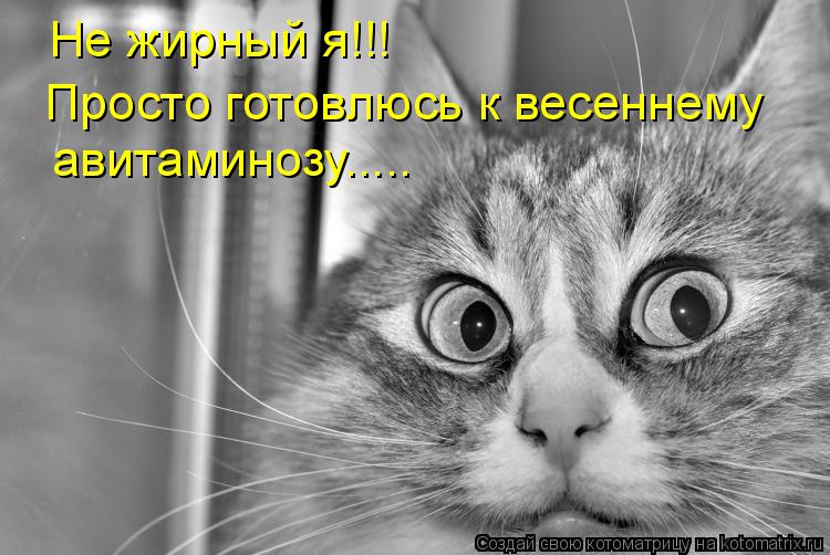 Не жирный я!!! Просто готовлюсь к весеннему авитаминозу........ Котоматрица: Не жирный я!!! Просто готовлюсь к весеннему авитаминозу.....