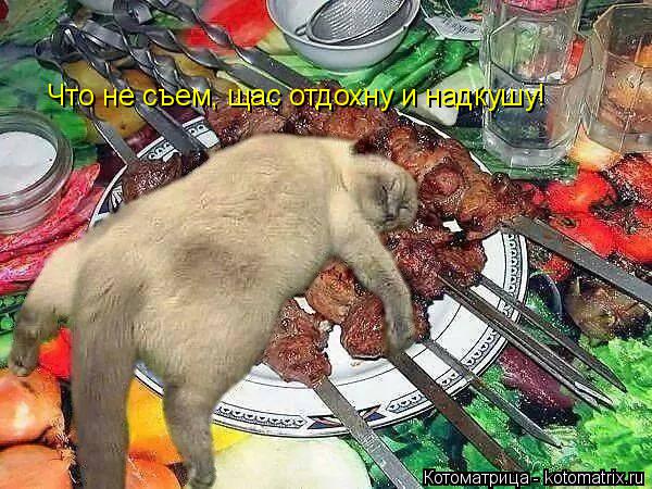 Что не съем, щас отдохну и надкушу!... Котоматрица: Что не съем, щас отдохну и надкушу!