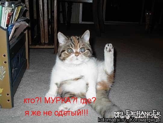 кто?! МУРКА?! где? я же не одетый!!!... Котоматрица: кто?! МУРКА?! где? я же не одетый!!!