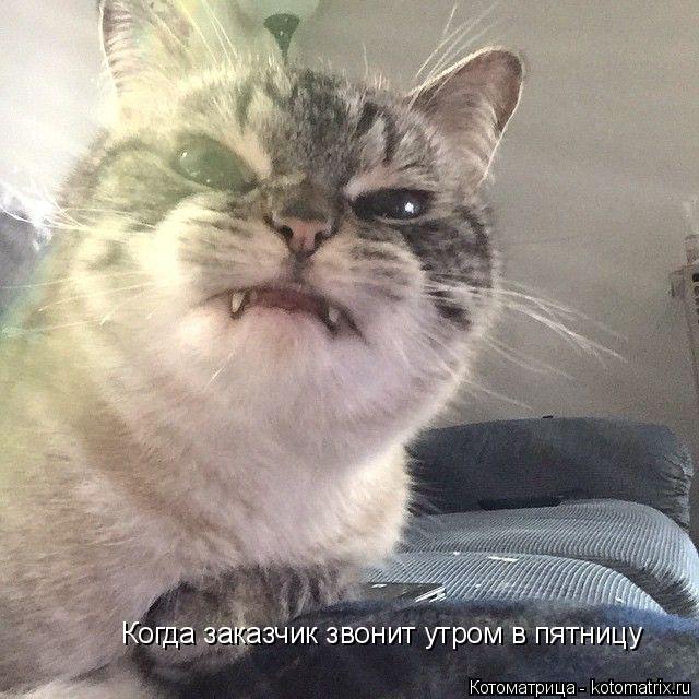 Когда заказчик звонит утром в пятницу... Котоматрица: Когда заказчик звонит утром в пятницу