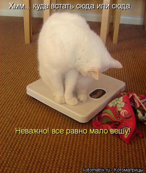 Хмм... куда встать сюда или сюда, Неважно! все равно мало вешу!... Котоматрица: Хмм... куда встать сюда или сюда, Неважно! все равно мало вешу!