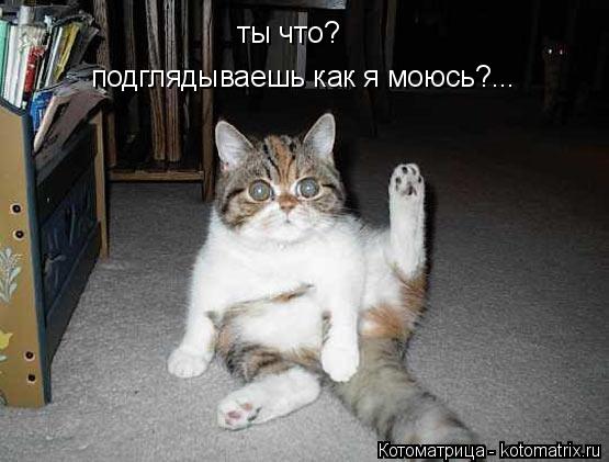 ты что? подглядываешь как я моюсь?...... Котоматрица: ты что? подглядываешь как я моюсь?...
