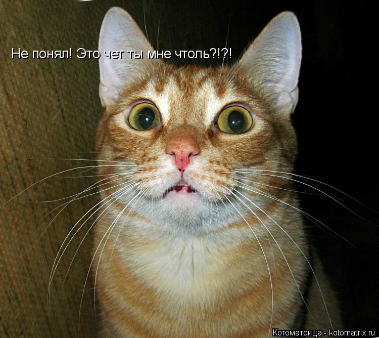 Не понял! Это чет ты мне чтоль?!?!... Котоматрица: Не понял! Это чет ты мне чтоль?!?!