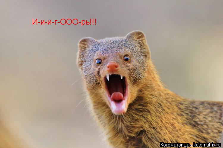 И-и-и-г-ООО-рь!!!... Котоматрица: И-и-и-г-ООО-рь!!!