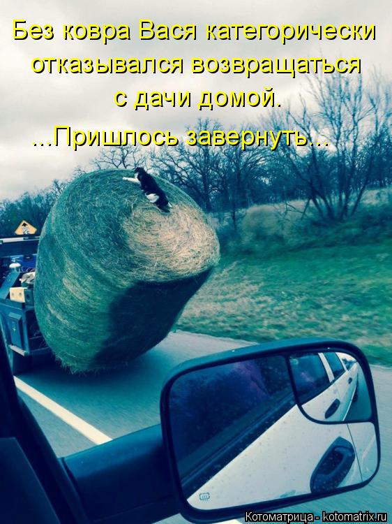 Без ковра Вася категорически отказывался возвращаться ...Пришлось завернуть... с дачи домой.... Котоматрица: Без ковра Вася категорически отказывался возвращаться ...Пришлось завернуть... с дачи домой.