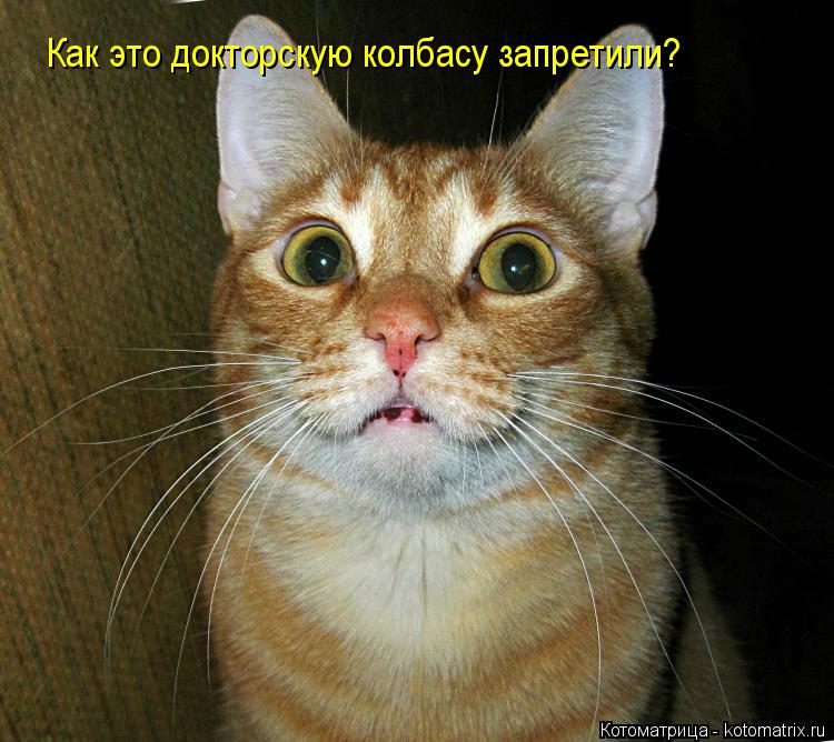 Как это докторскую колбасу запретили?... Котоматрица: Как это докторскую колбасу запретили?