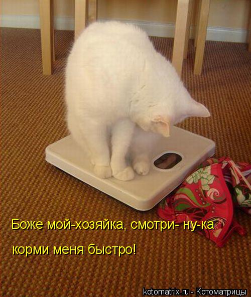 Боже мой-хозяйка, смотри- ну-ка корми меня быстро!... Котоматрица: Боже мой-хозяйка, смотри- ну-ка корми меня быстро!