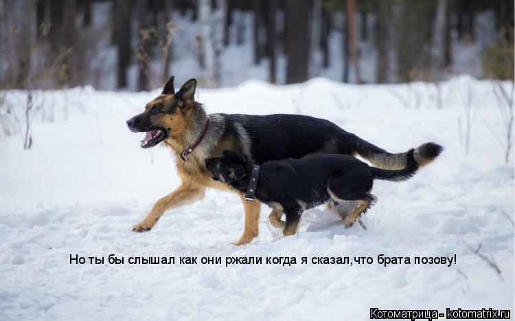 Но ты бы слышал как они ржали когда я сказал,что брата позову!... Котоматрица: Но ты бы слышал как они ржали когда я сказал,что брата позову!