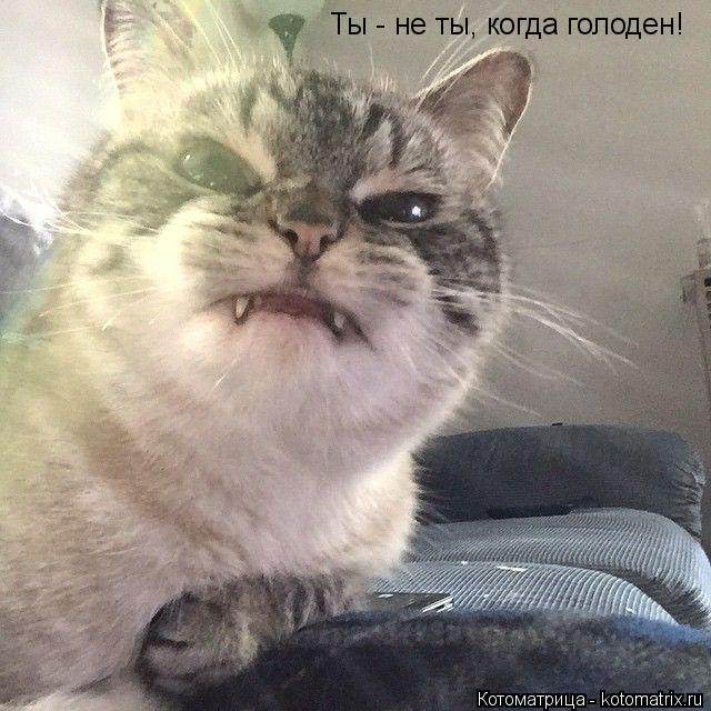 Ты - не ты, когда голоден!... Котоматрица: Ты - не ты, когда голоден!