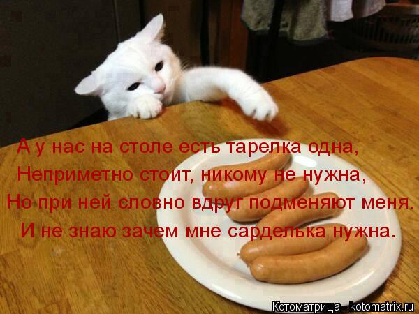Котоматрица: А у нас на столе есть тарелка одна, Неприметно стоит, никому не нужна, Но при ней словно вдруг подменяют меня. И не знаю зачем мне сарделька н