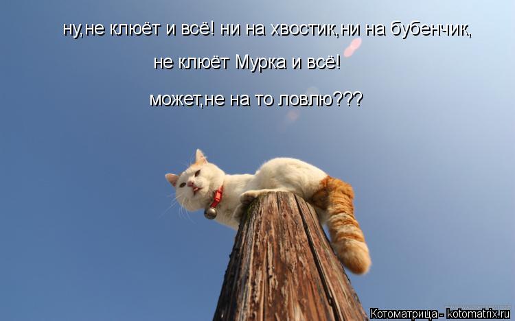 ну,не клюёт и всё! ни на хвостик,ни на бубенчик, не клюёт Мурка и всё! может,не на то ловлю???... Котоматрица: ну,не клюёт и всё! ни на хвостик,ни на бубенчик, не клюёт Мурка и всё! может,не на то ловлю???