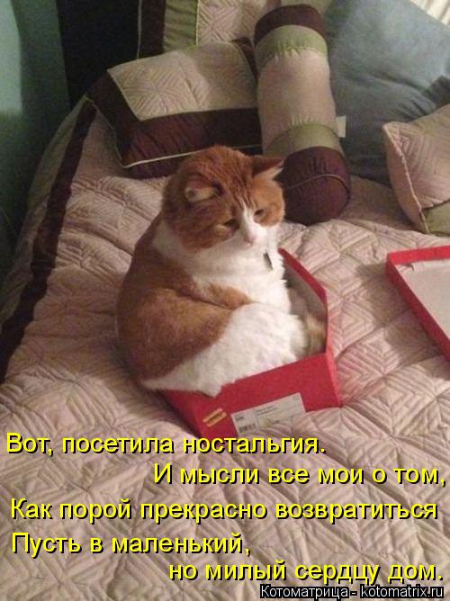Как порой прекрасно возвратиться Пусть в маленький, но милый сердцу дом. Вот, посетила ностальгия. И... Котоматрица: Как порой прекрасно возвратиться Пусть в маленький, но милый сердцу дом. Вот, посетила ностальгия. И мысли все мои о том,
