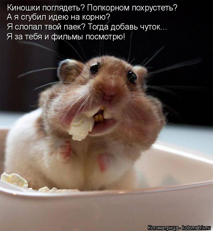 А я сгубил идею на корню? Я слопал твой паек? Тогда добавь чуток… Я за тебя и фильмы посмотрю! Киношк... Котоматрица: А я сгубил идею на корню? Я слопал твой паек? Тогда добавь чуток… Я за тебя и фильмы посмотрю! Киношки поглядеть? Попкорном похрустеть?
