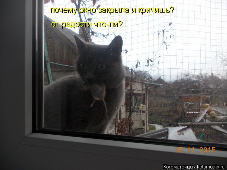 почему окно закрыла и кричишь? от радости что-ли?..... Котоматрица: почему окно закрыла и кричишь? от радости что-ли?..