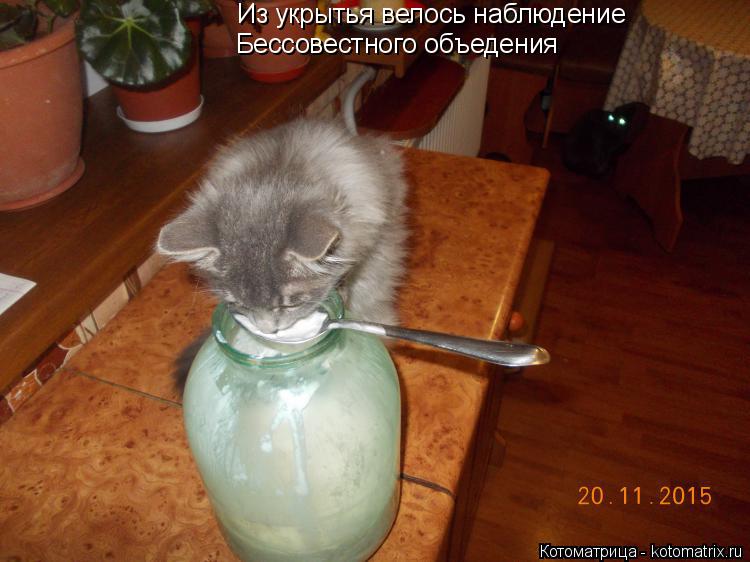 Из укрытья велось наблюдение Бессовестного объедения... Котоматрица: Из укрытья велось наблюдение Бессовестного объедения