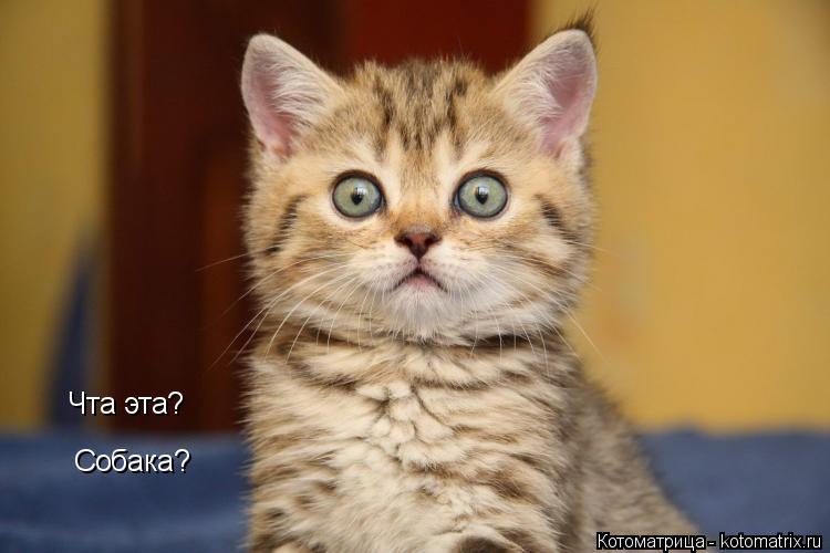 Чта эта? Собака?... Котоматрица: Чта эта? Собака?