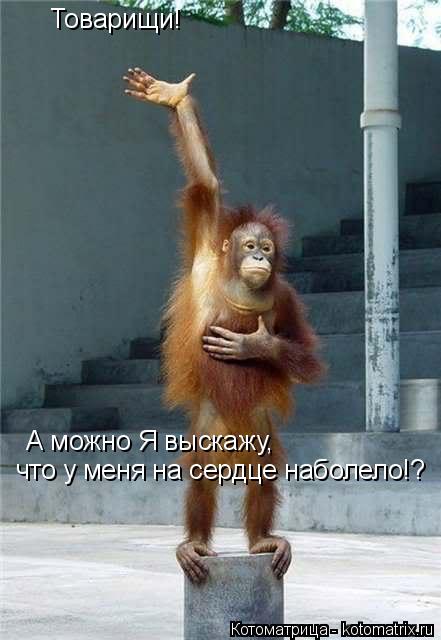 Товарищи! А можно Я выскажу, что у меня на сердце наболело!?... Котоматрица: Товарищи! А можно Я выскажу, что у меня на сердце наболело!?