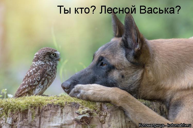 Ты кто? Лесной Васька?... Котоматрица: Ты кто? Лесной Васька?