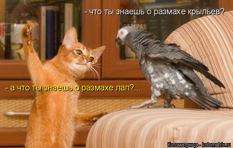 - что ты знаешь о размахе крыльев? - а что ты знаешь о размахе лап?...... Котоматрица: - что ты знаешь о размахе крыльев? - а что ты знаешь о размахе лап?...