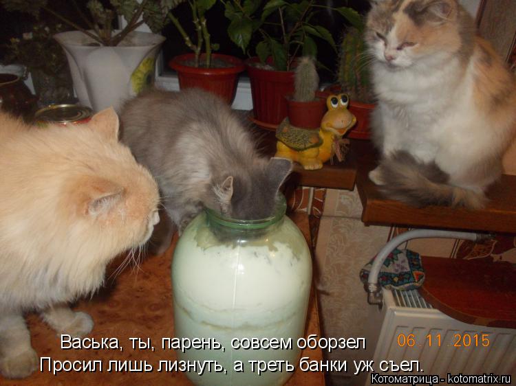 Васька, ты, парень, совсем оборзел Просил лишь лизнуть, а треть банки уж съел.... Котоматрица: Васька, ты, парень, совсем оборзел Просил лишь лизнуть, а треть банки уж съел.