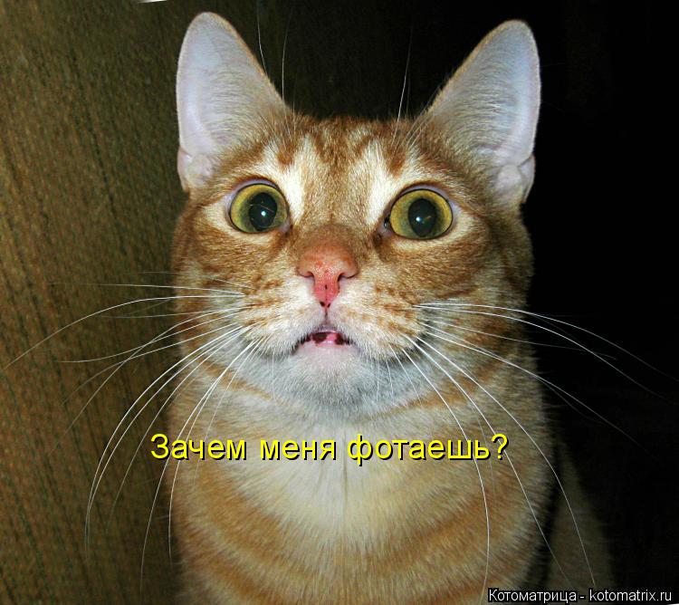 Зачем меня фотаешь?... Котоматрица: Зачем меня фотаешь?