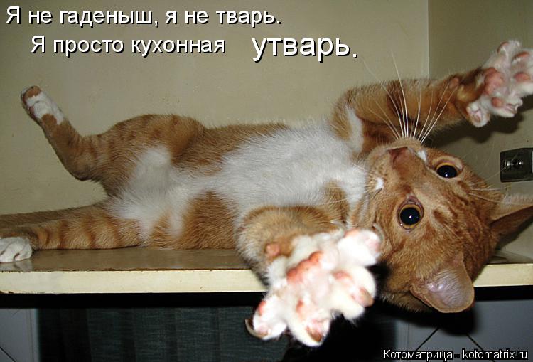 Я не гаденыш, я не тварь. Я просто кухонная утварь .... Котоматрица: Я не гаденыш, я не тварь. Я просто кухонная утварь .