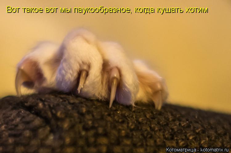 Вот такое вот мы паукообразное, когда кушать хотим... Котоматрица: Вот такое вот мы паукообразное, когда кушать хотим
